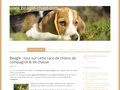 Détails : Découvrez les qualités du beagle