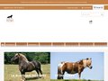 Matériel équitation : pantalon & selle cheval